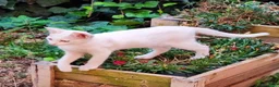 Europeo gatti in regalo: NUVOLA CERCA CASA - Annuncio 3