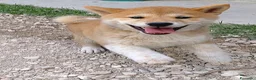 Shiba Inu cani in vendita: Cucciolo Shiba - Annuncio 2