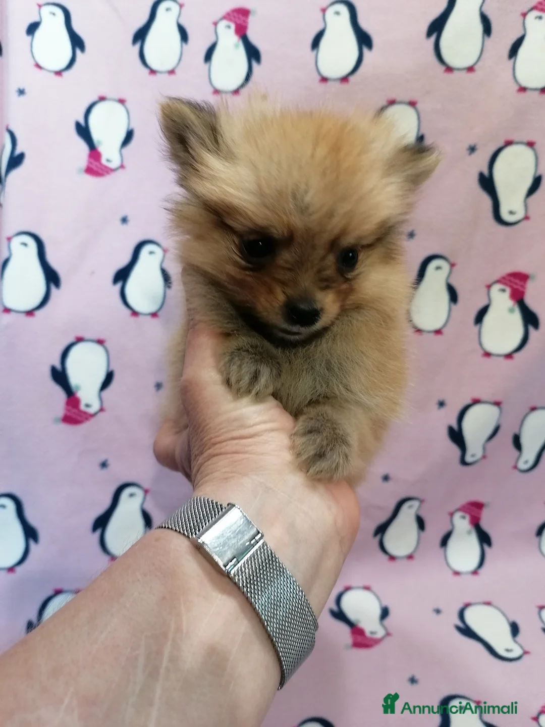 Volpino Pomerania cani in vendita: Volpino pomerania - Annuncio 2