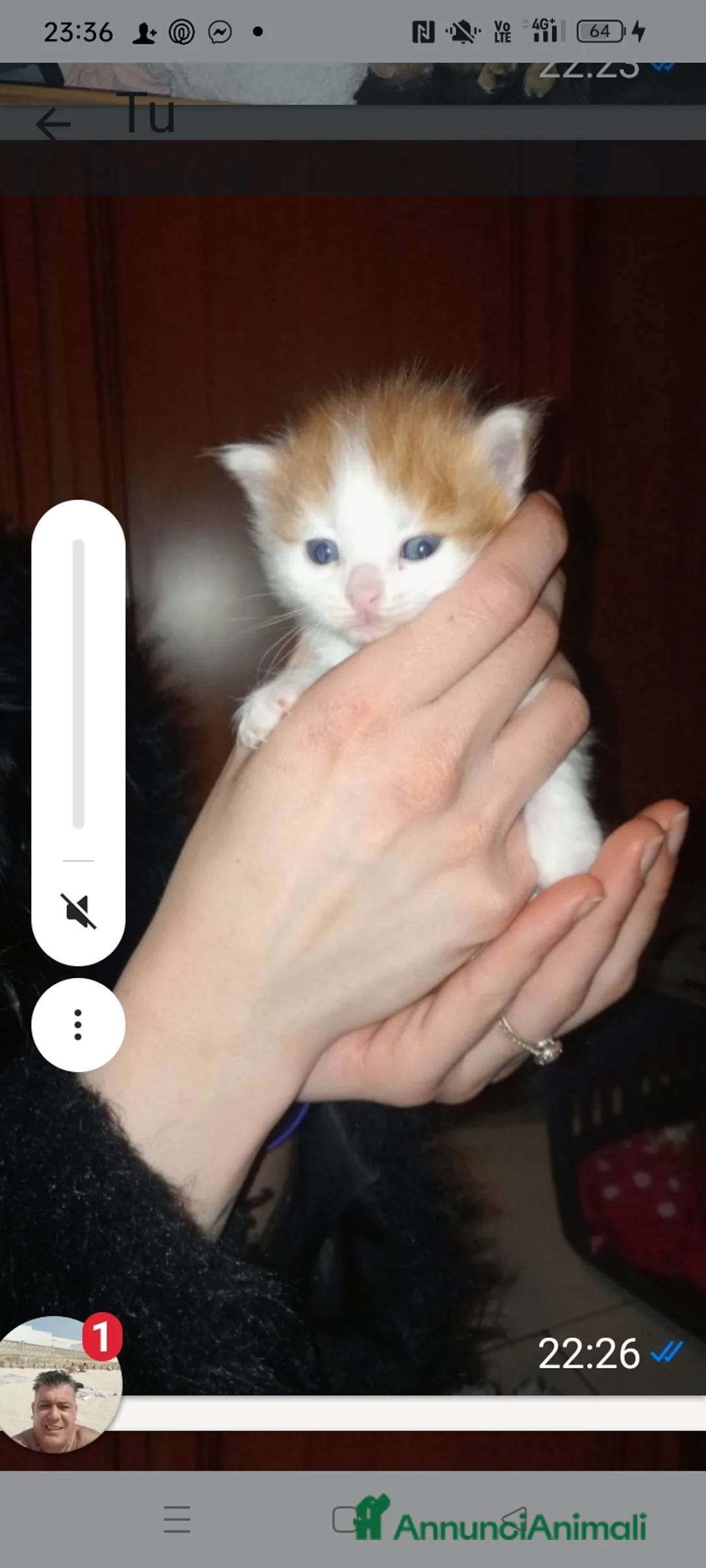 Altre razze gatti in vendita: Gattini calico van - Annuncio 6