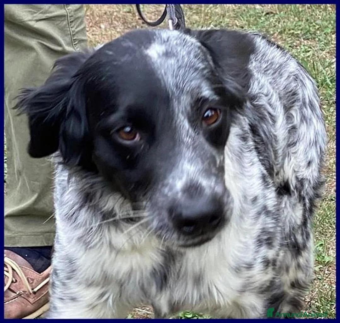 Meticcio cani in regalo: NACHO dolcissimo,agile e vivace - Annuncio 2