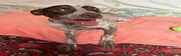 Meticcio cani in regalo: 1 anno 12 chili, dolce e simpatico  - Annuncio 3