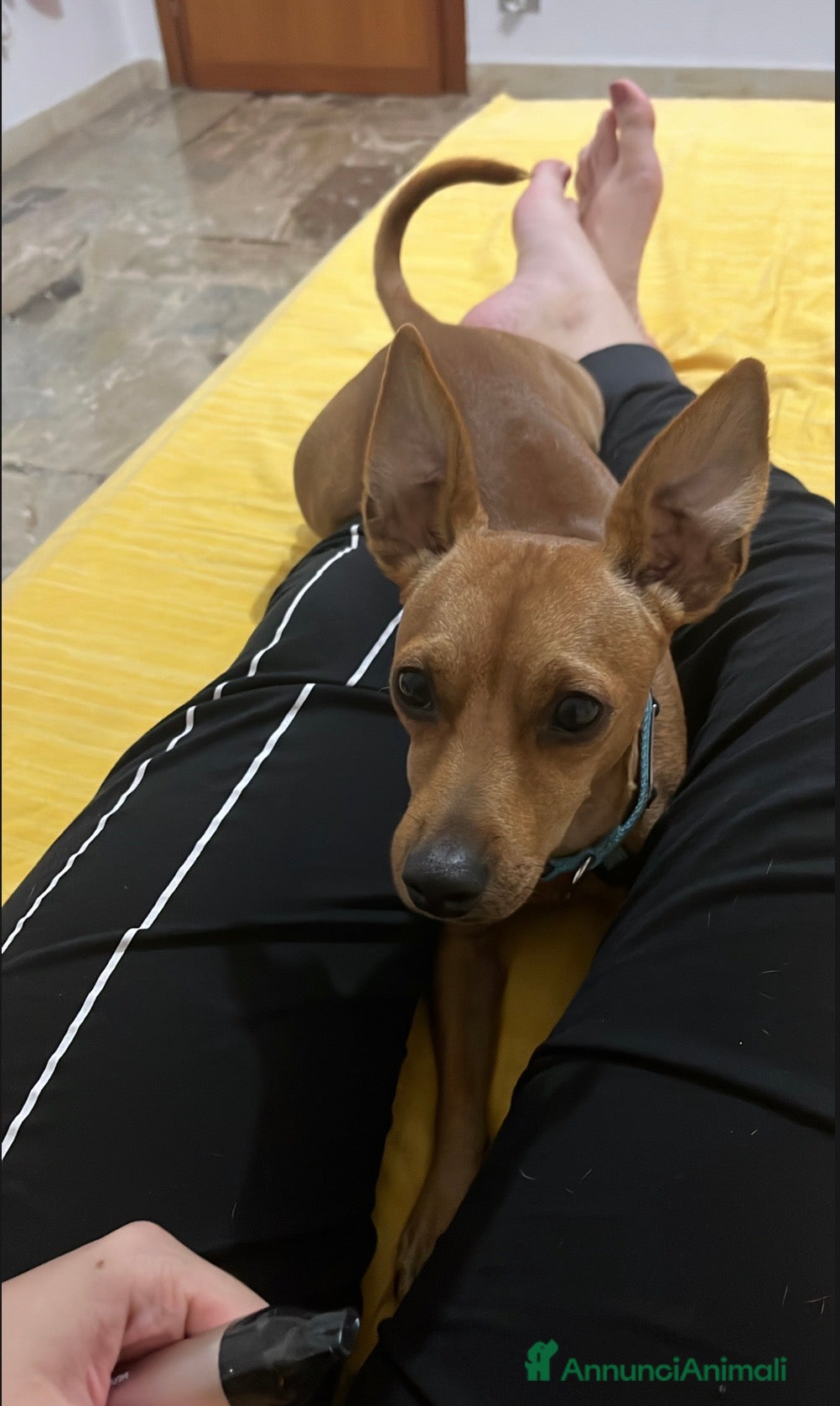 Pinscher Miniatura cani Pinscher maschio - Annuncio 12