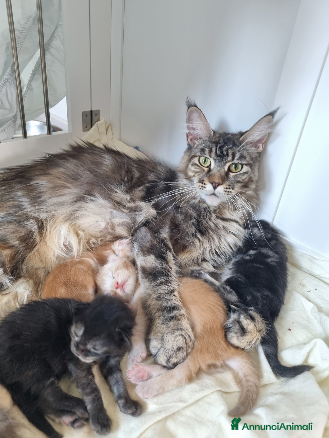 Maine Coon gatti in vendita: Prenotazioni Aperte - Cuccioli di Maine Coon! a Provincia di Cuneo - Immagine 15