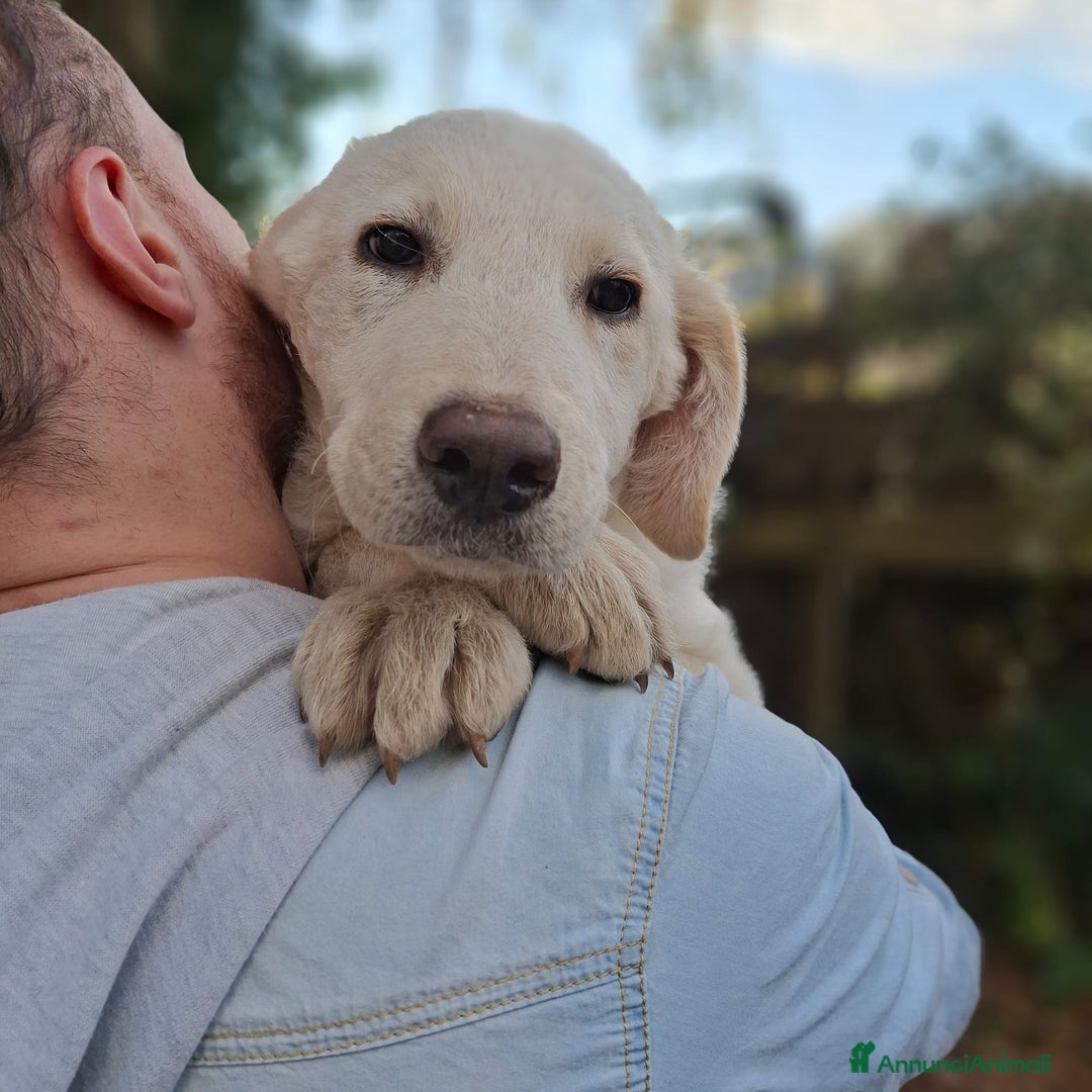 Meticcio cani in regalo: 4 CUCCIOLE impaurite cercano famiglie speciali! - Annuncio 7