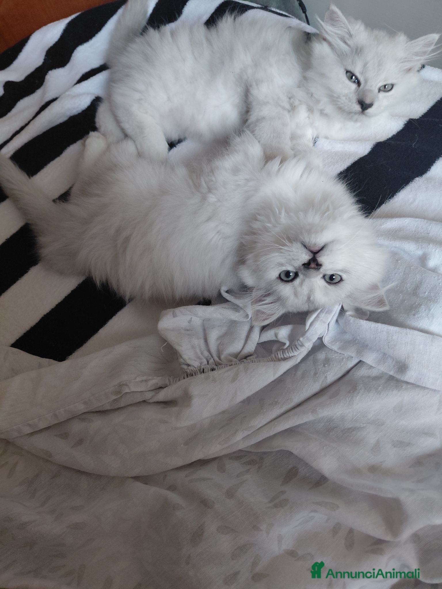 Persiano gatti CUCCIOLI  Persiano  Chinchilla-Silver - Annuncio 3