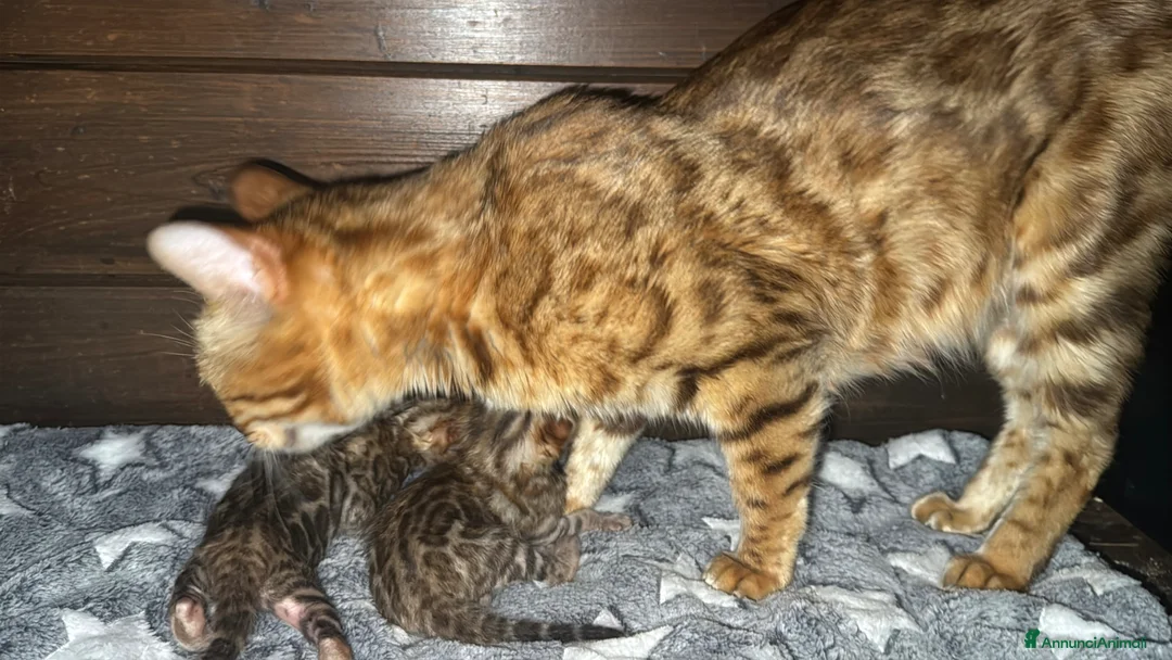 Bengala gatti in vendita: Splendidi maschi BENGAL con pedigree aperto - Annuncio 1