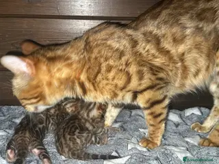 Bengala gatti Splendidi maschi BENGAL con pedigree aperto - Annuncio 1