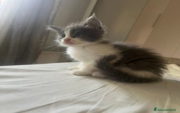 Maine Coon gatti in vendita: Cuccioli di Maine Coon a Città Metropolitana di Torino - Immagine 8