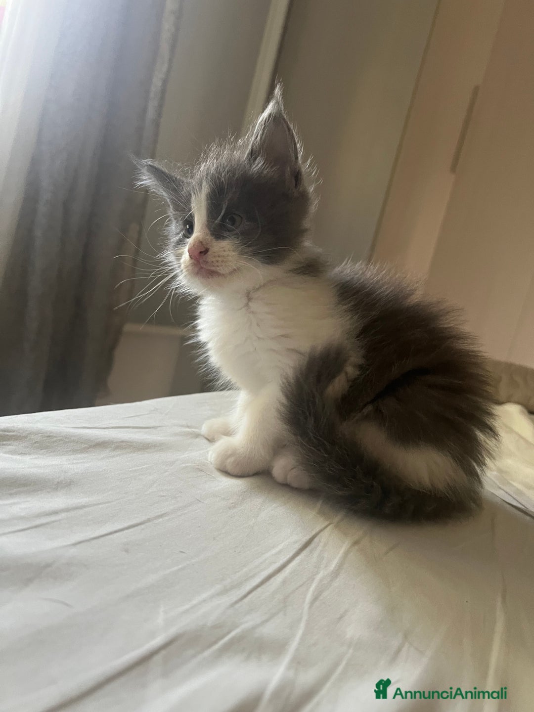 Maine Coon gatti in vendita: Cuccioli di Maine Coon a Città Metropolitana di Torino - Immagine 8