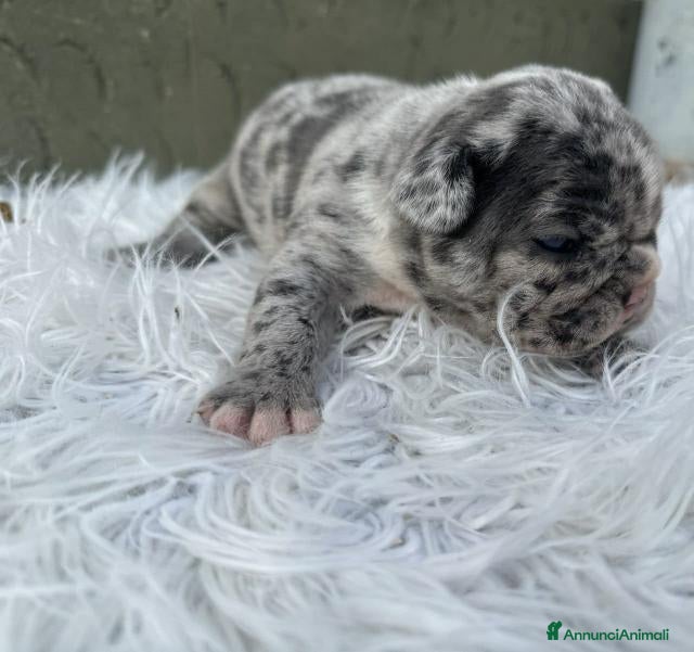 Bulldog Francese cani Bulldog francesi Merle maschi - Annuncio 6