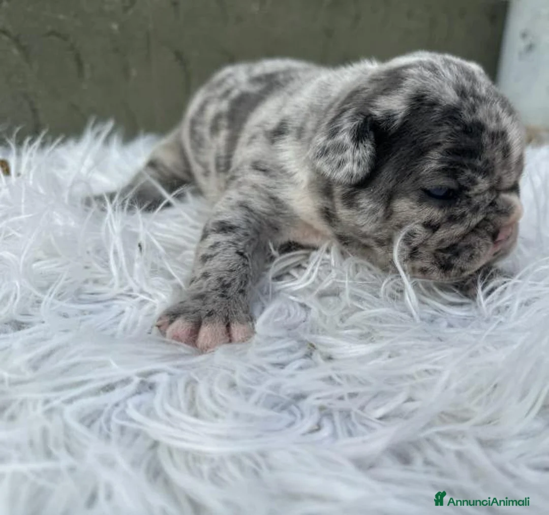 Bulldog Francese cani in vendita: Bulldog francesi Merle maschi a Provincia di Alessandria - Annuncio 1