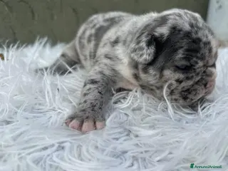 Bulldog Francese cani Bulldog francesi Merle maschi - Annuncio 6