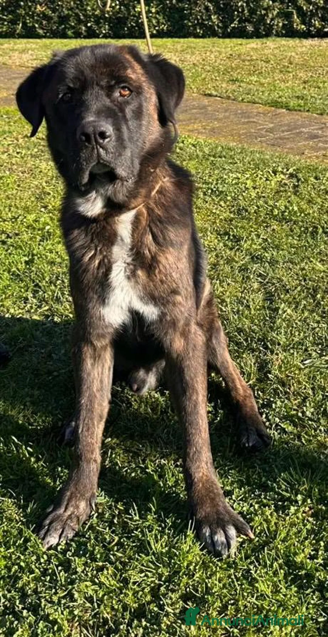 Meticcio cani in regalo: Simil Corso 4 anni a Città Metropolitana di Bologna - Annuncio 6