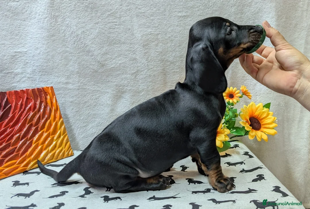 Bassotto cani in vendita: Bassotto tedesco standard pelo corto pedigree ENCI - Annuncio 2