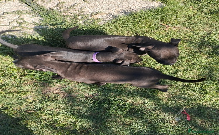 Pitbull cani a Provincia di Frosinone - Annuncio 3