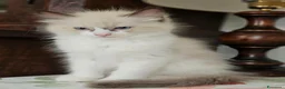 Ragdoll gatti in vendita: Meraviglioso ultimo cucciolo Ragdoll - Annuncio 6