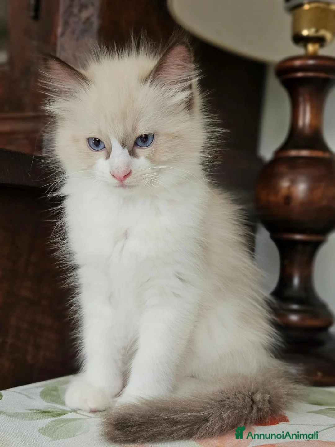 Ragdoll gatti in vendita: Meraviglioso ultimo cucciolo Ragdoll - Annuncio 6