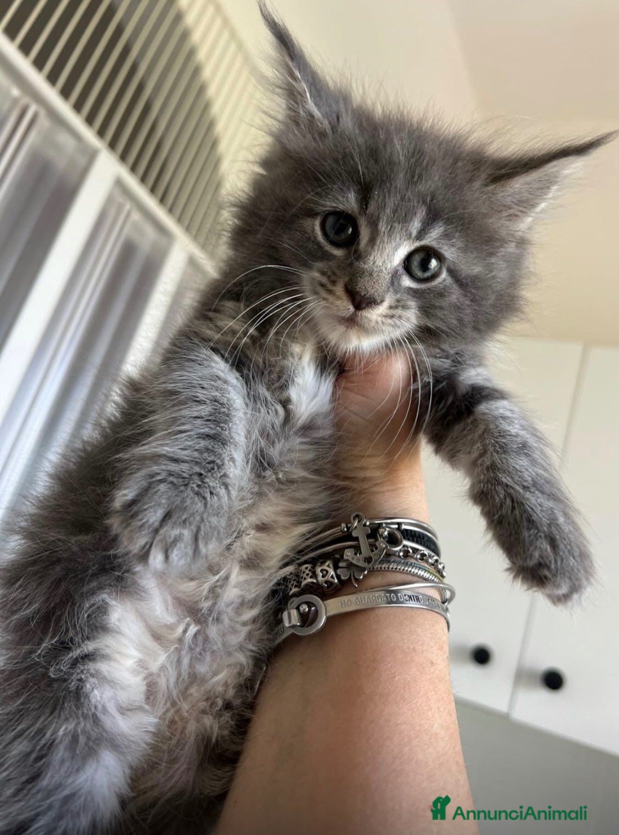Maine Coon gatti Stupendo cucciolo di Maine coon - Annuncio 2