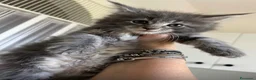 Maine Coon gatti in vendita: Stupendo cucciolo di Maine coon a Città Metropolitana di Bologna - Annuncio 1