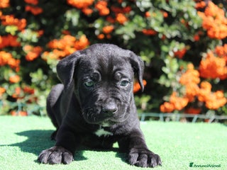 Cane Corso cani Cuccioli di cane corso selezionati - Annuncio 16