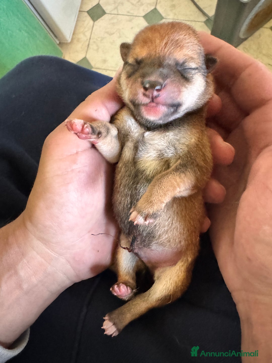 Shiba Inu cani in vendita: Shiba inu cuccioli con pedigree  - Annuncio 5