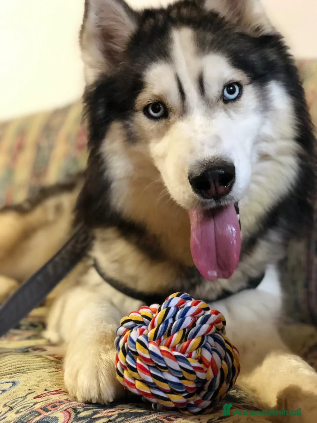 Husky cani per accoppiamento: Husky per accoppiamento a Provincia di Asti - Annuncio 4