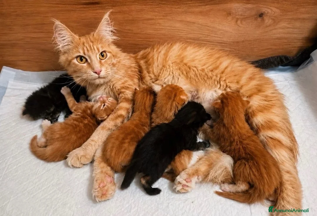 Maine Coon gatti in vendita: Splendidi cuccioli di maine coon, vari manti - Annuncio 1