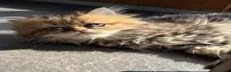 Persiano gatti in vendita: Dolcissimo cucciolo di persiano, golden - Annuncio 2