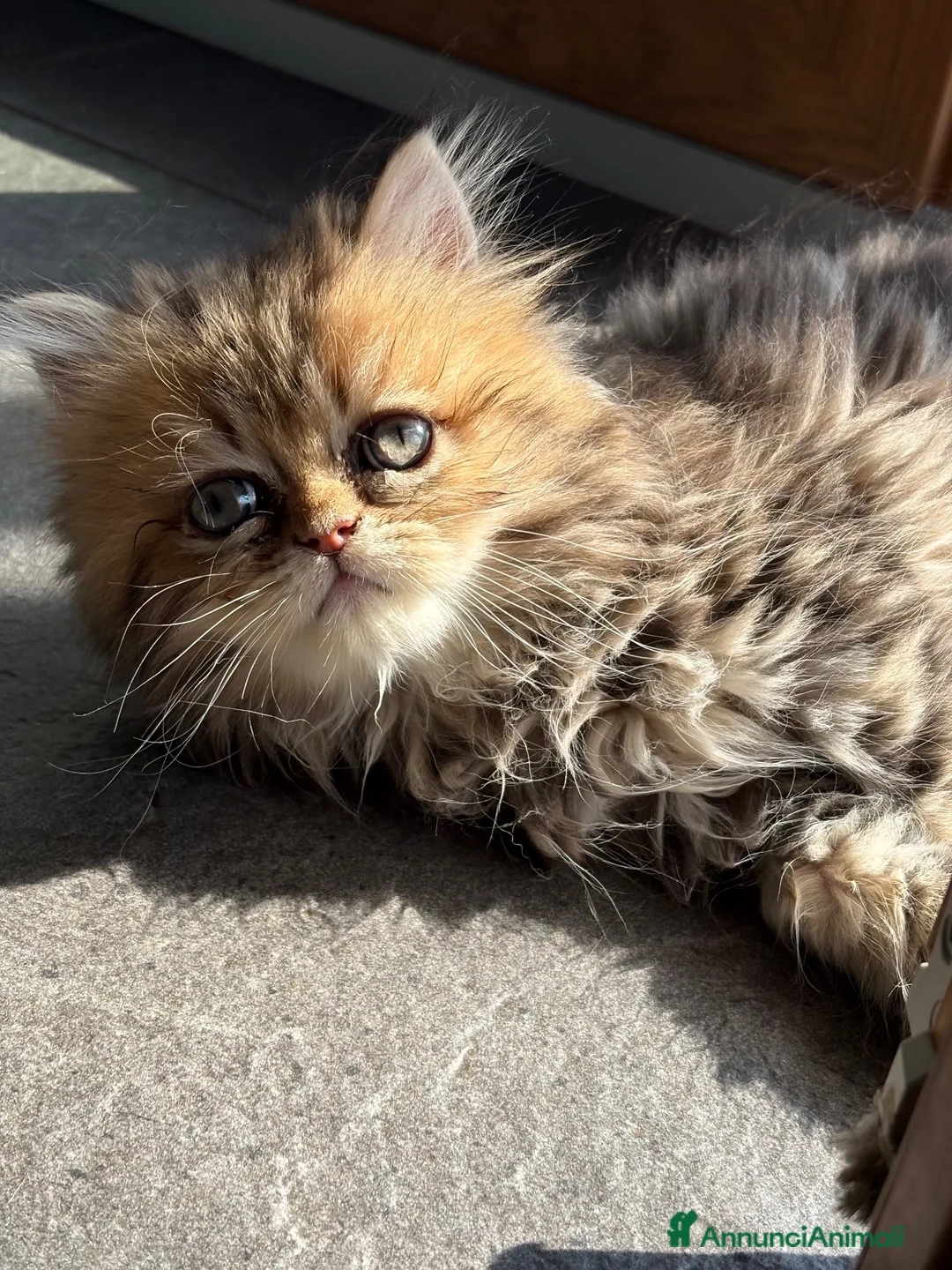 Persiano gatti in vendita: Dolcissimo cucciolo di persiano, golden - Annuncio 2