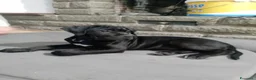 Cane Corso cani in vendita: Cuccioli cane corso - Annuncio 4