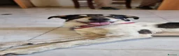 Meticcio cani in regalo: MIRIAL 🩷 - taglia contenuta, buonissima e dolce. a Provincia di Pavia - Annuncio 7