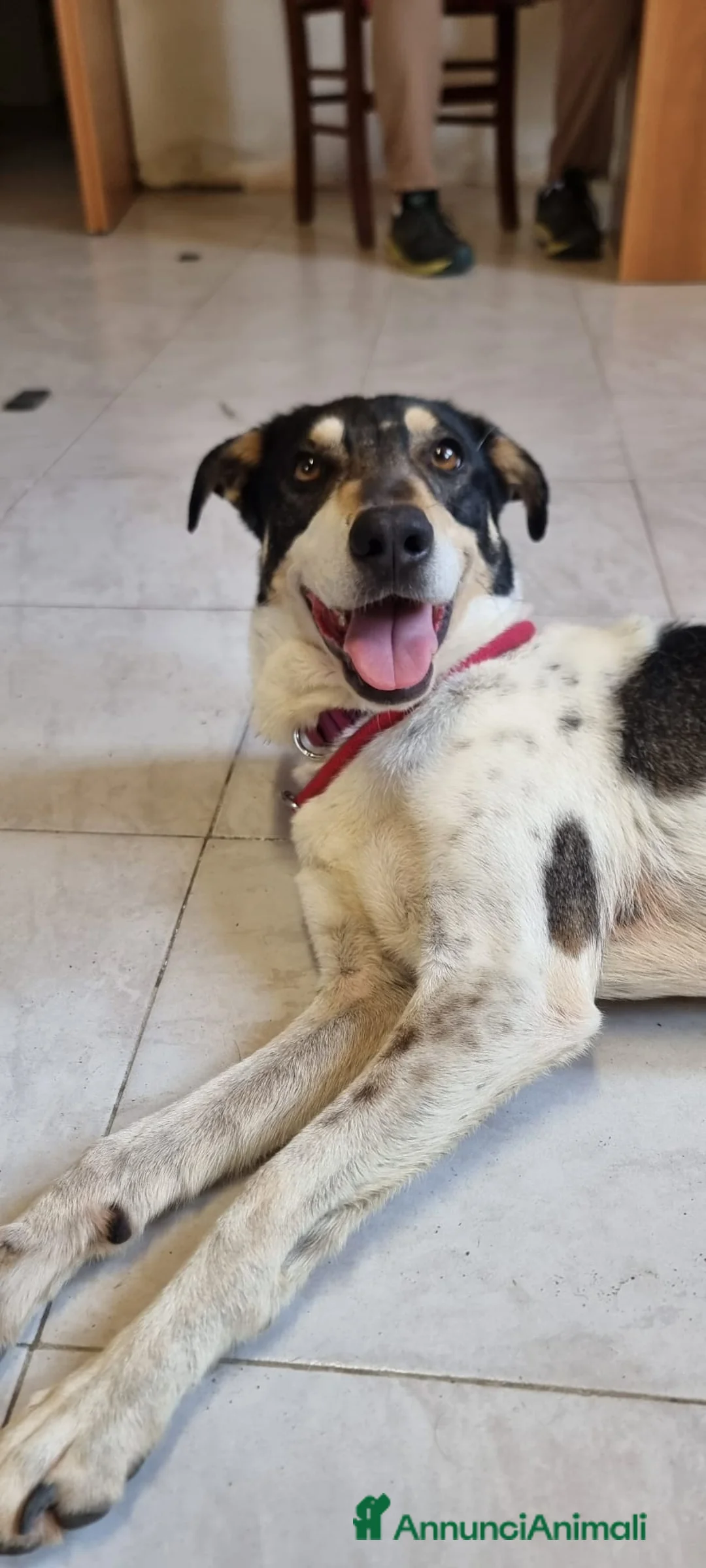 Meticcio cani in regalo: MIRIAL 🩷 - taglia contenuta, buonissima e dolce. a Provincia di Pavia - Annuncio 7
