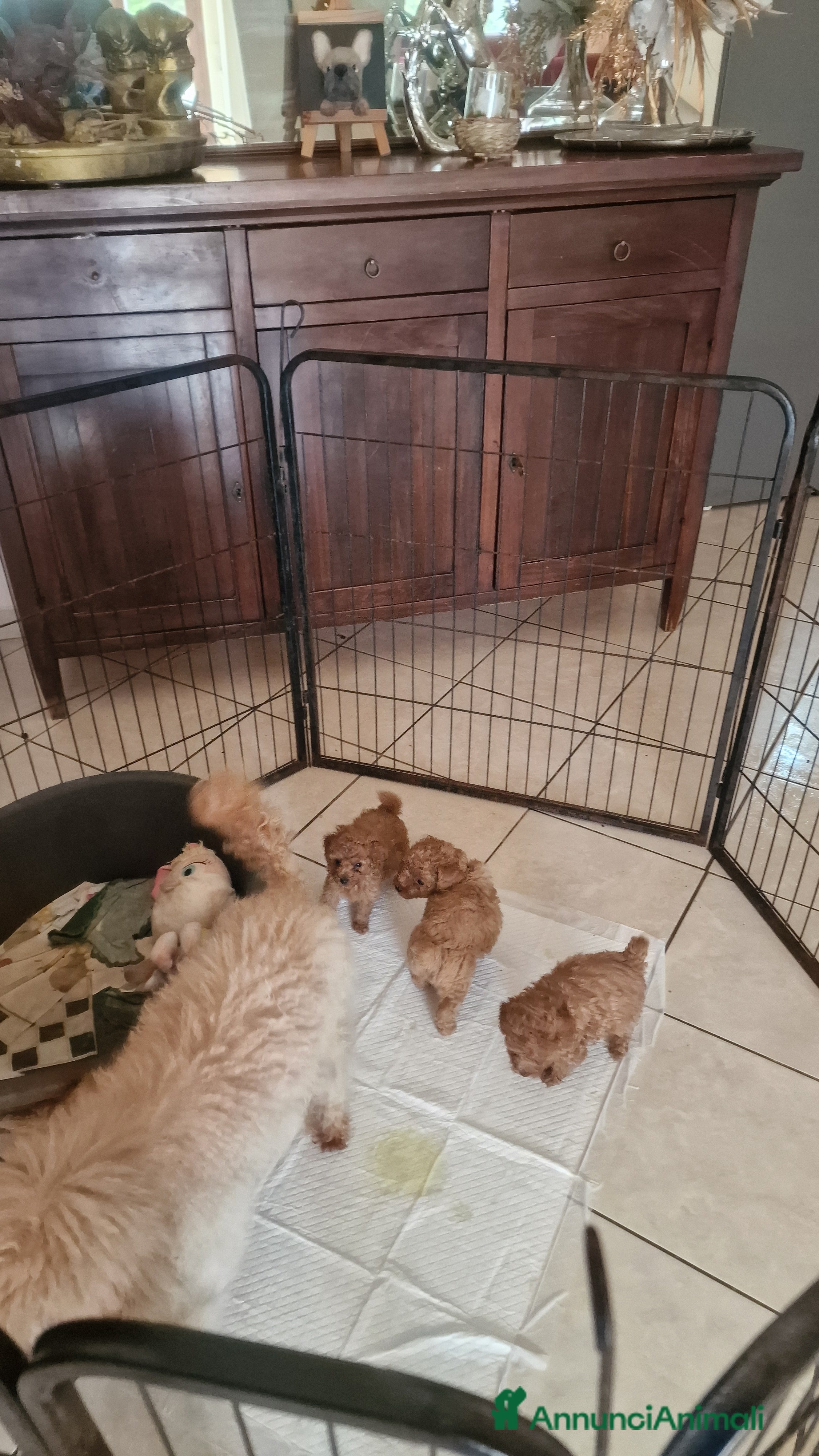 Barboncino cani Barboncino - Annuncio 2