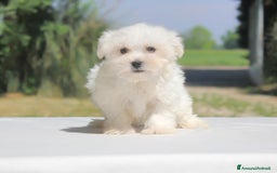 Maltese cani in vendita: Cuccioli di Maltese a Provincia di Pavia - Immagine 10