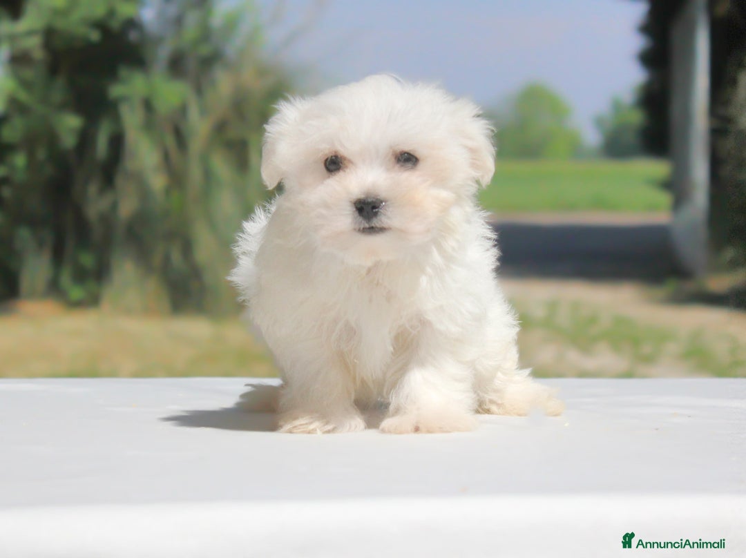 Maltese cani in vendita: Cuccioli di Maltese a Provincia di Pavia - Immagine 10