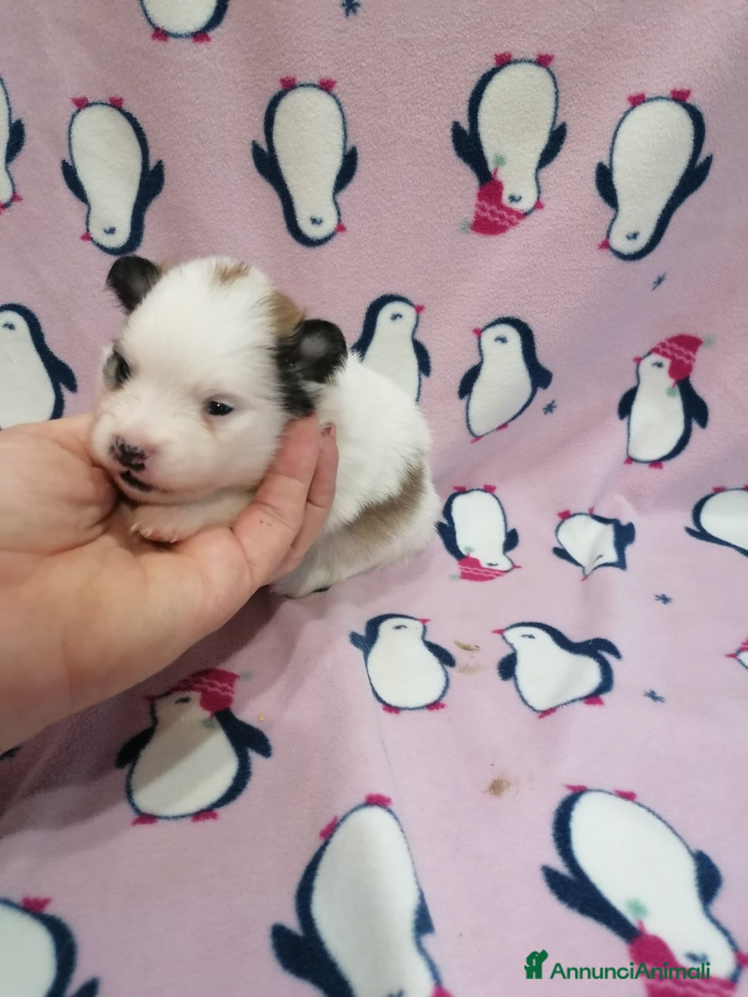 Volpino Pomerania cani in vendita: Volpino Pomerania  - Annuncio 9