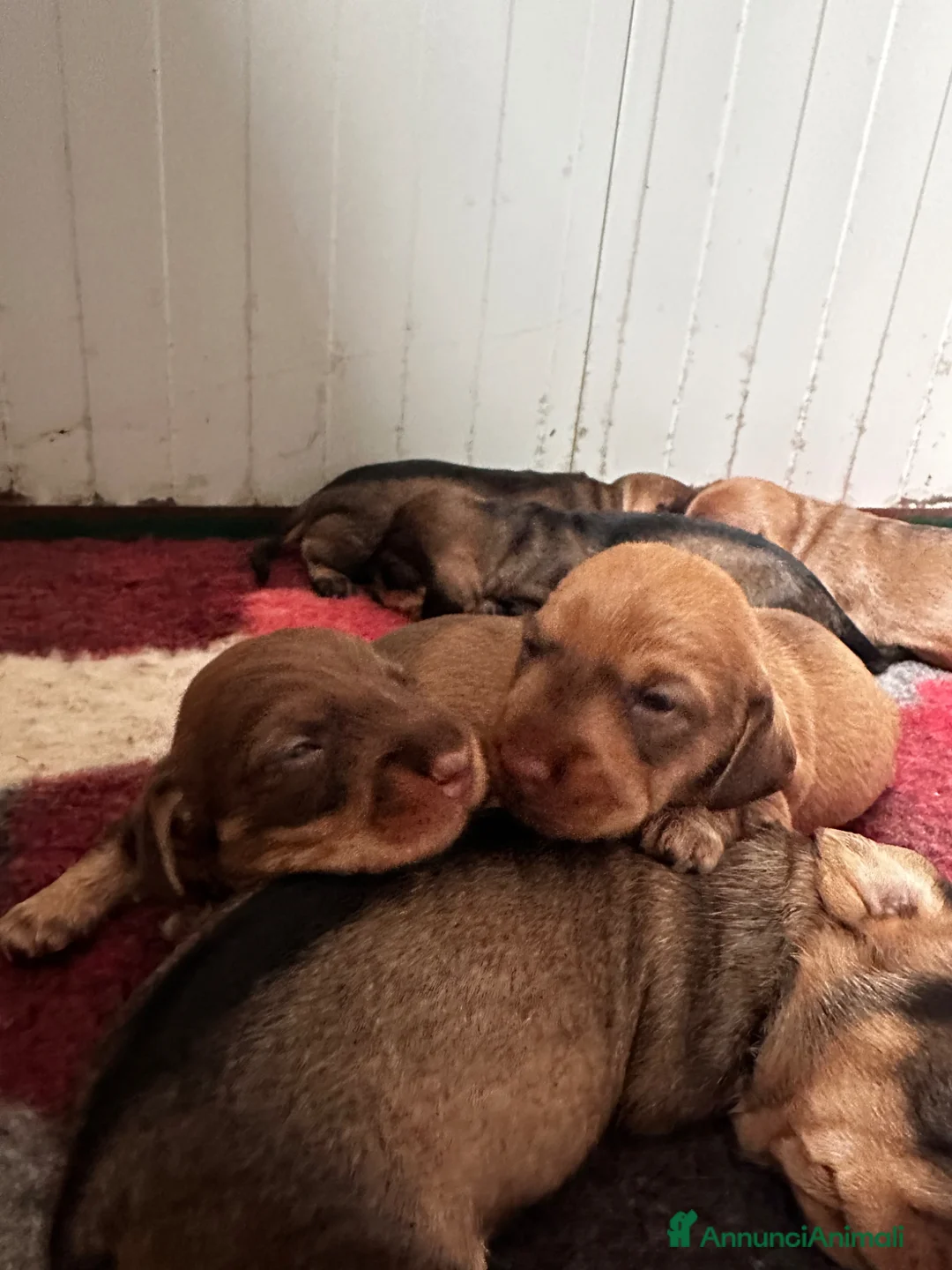 Bassotto cani in vendita: Bassotti a pelo duro  - Annuncio 1