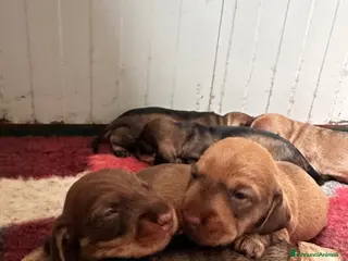 Bassotto cani Bassotti a pelo duro - Annuncio 1