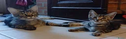 Maine Coon gatti in vendita: Simil maine coon  - Annuncio 3