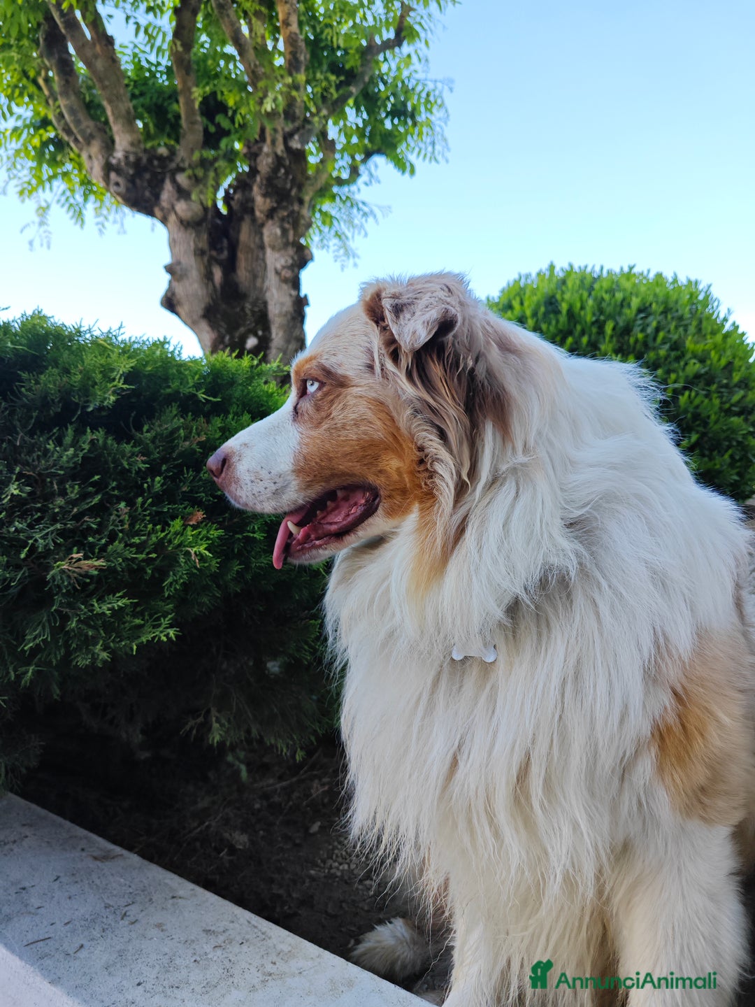 Australian Shepherd cani per accoppiamento: KODA CERCA FEMMINA PER MONTA - Annuncio 6