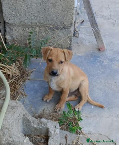 Meticcio cani Balto 4mesi tg piccola( o medio piccola) COSENZA - Annuncio 21