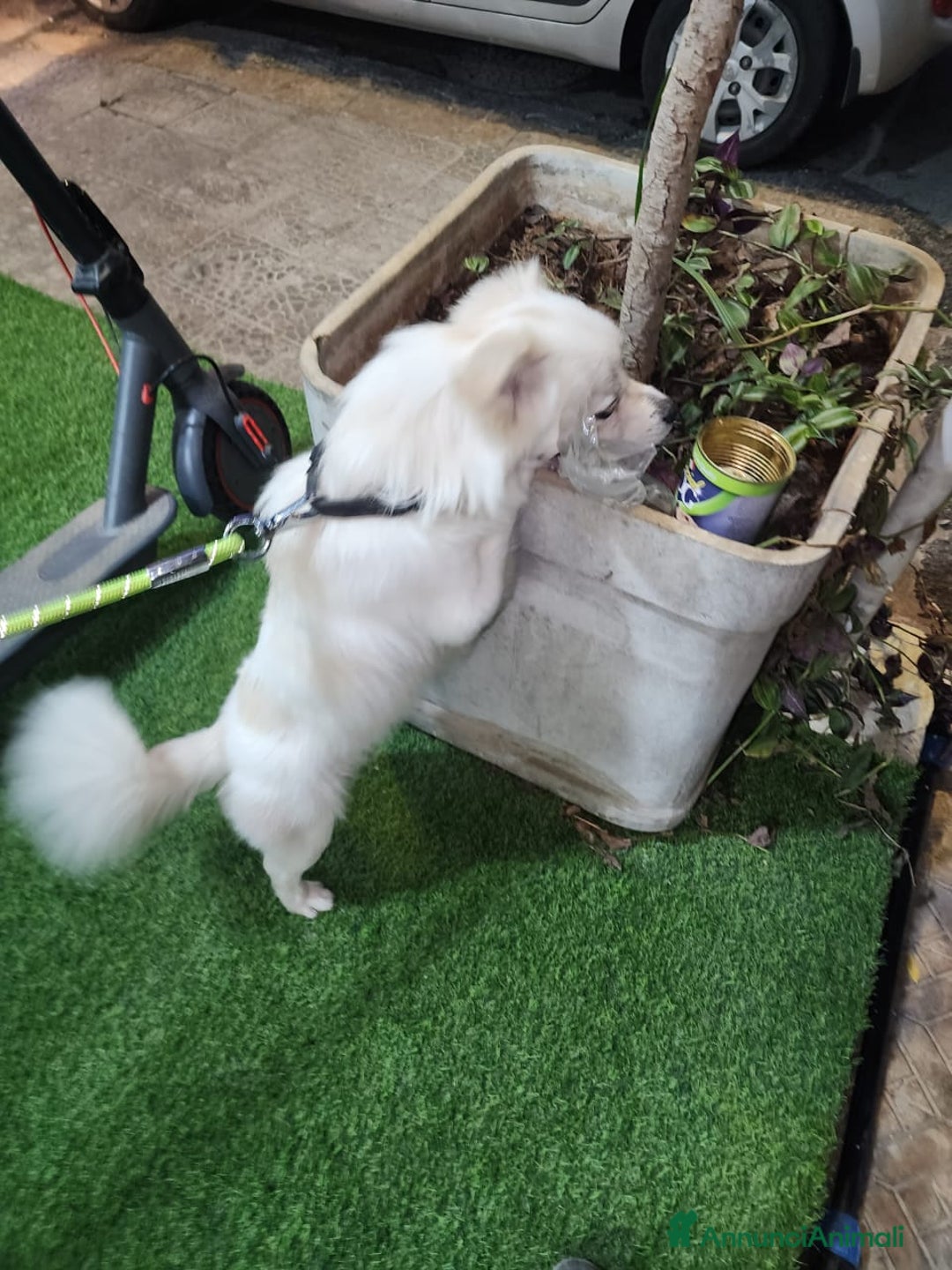 Volpino Italiano cani in regalo: Splendido simil volpino - COOKI - Annuncio 4