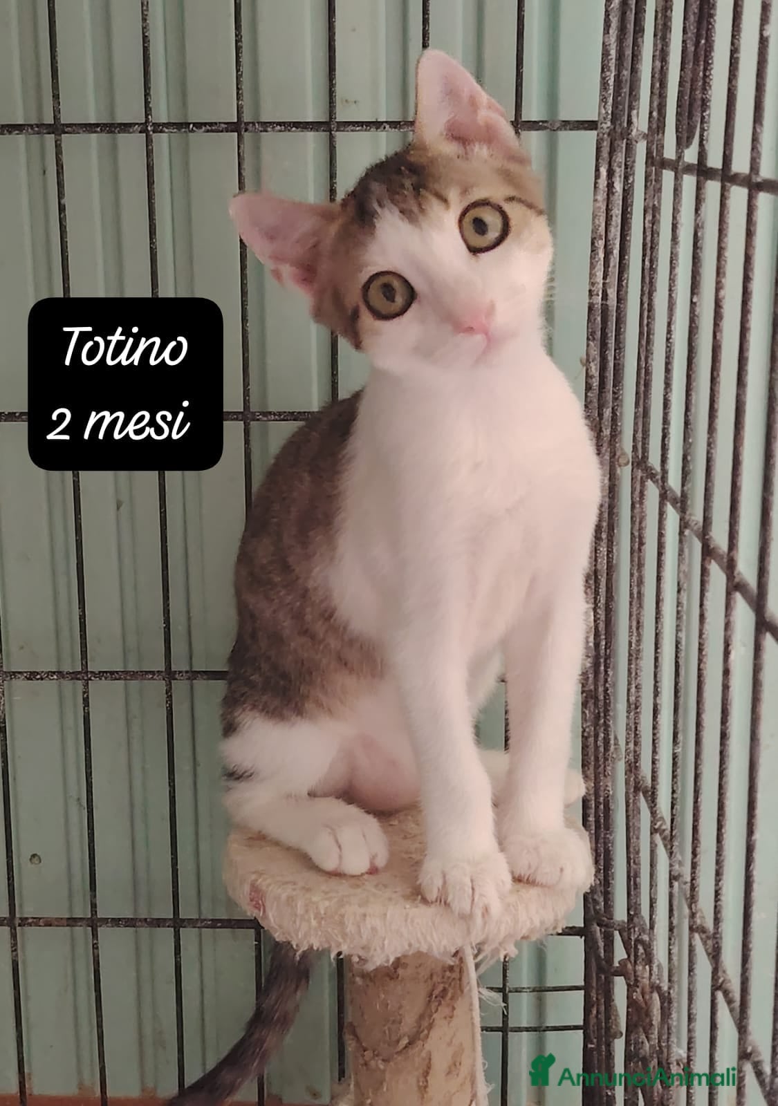 Altre razze gatti Gattini desiderosi di trovare famiglia  - Annuncio 5