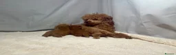 Barboncino Toy cani in vendita: Cuccioli barboncino toy rosso - Annuncio 4