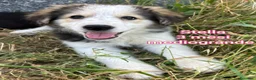 Meticcio cani in regalo: CUCCIOLI IN CERCA D'AMORE  a Provincia di Prato - Annuncio 11