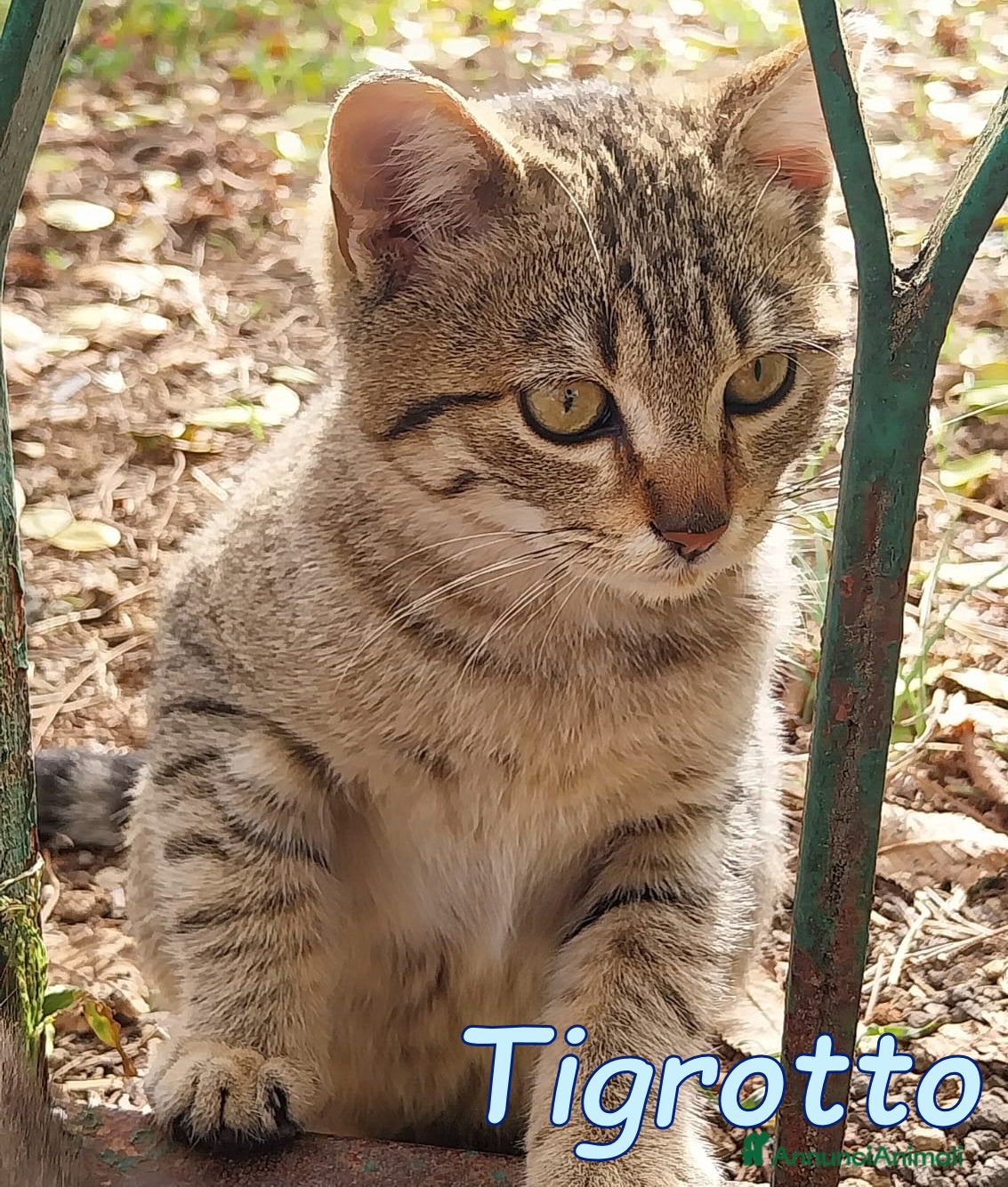 Europeo gatti TIGROTTO - Annuncio 2