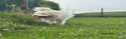 Meticcio cani in regalo: TRADITO DALLA SUA FAMIGLIA!  a Provincia di Ferrara - Annuncio 6