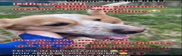 Meticcio cani in regalo: Felice 6anni IN DEPORTAZIONE SUPER URGENTE.CALABRI - Annuncio 1