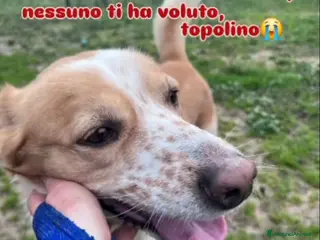 Meticcio cani Felice 6anni IN DEPORTAZIONE SUPER URGENTE.CALABRI - Annuncio 20